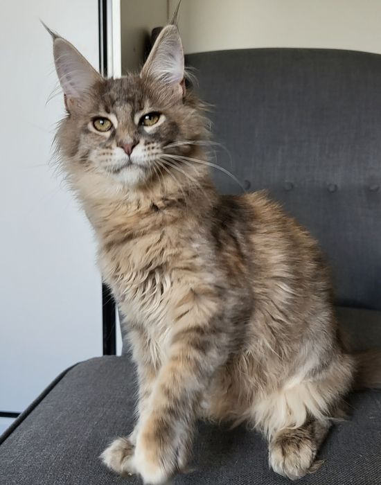 Niebieska szylkretka Maine Coon hodowla FPL