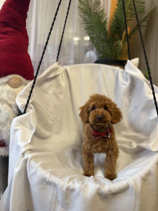 Pudel mini miniaturowy pies samiec red rudy płowy