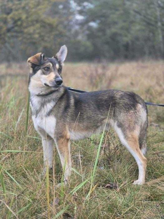 Uroczy FRED w typie wilczaka szuka domu !! Do adopcji !!