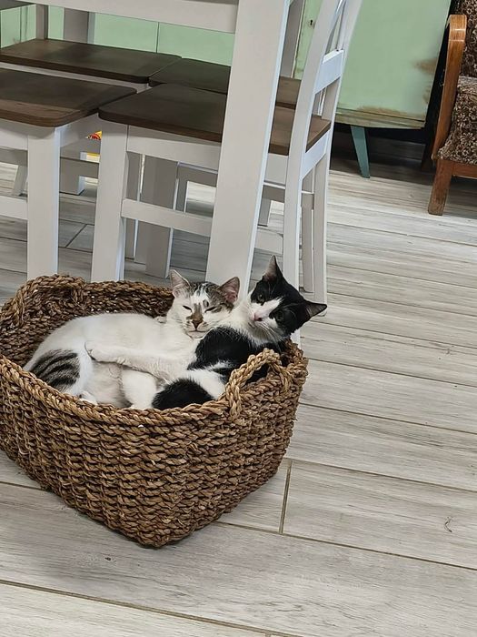 Mysio-Pysio kotek szuka domu adopcja Rybnik