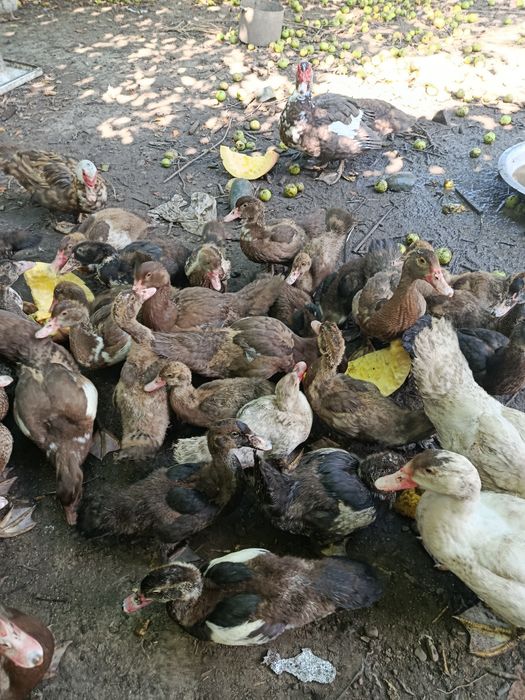 Продам Мускусних качок