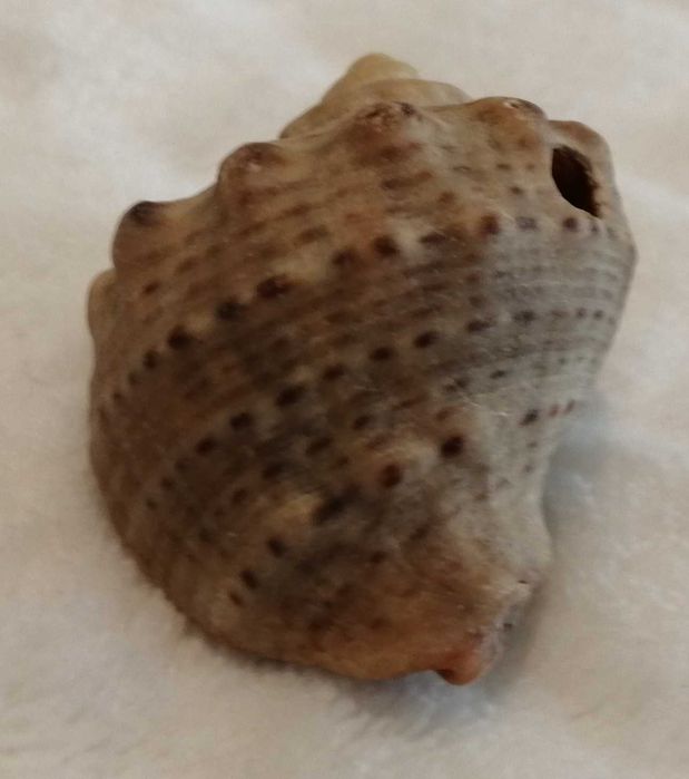 Muszla 4,2cm, 64 (Kreatywne)