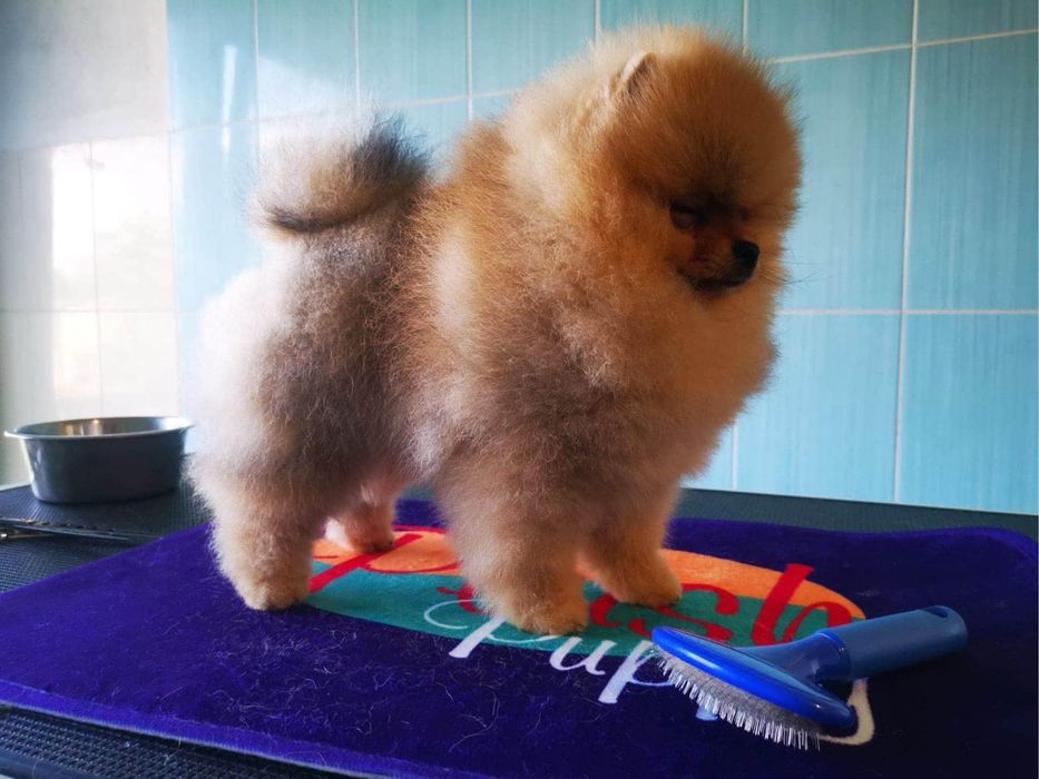 Pomeranian piękna suczka, piękny kolor