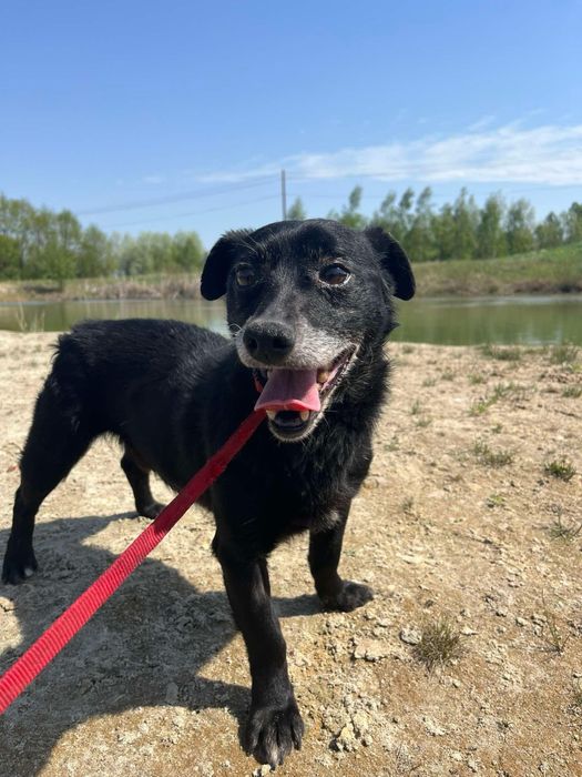 Blagamy o dom dla starszego pieska! Adopcja!