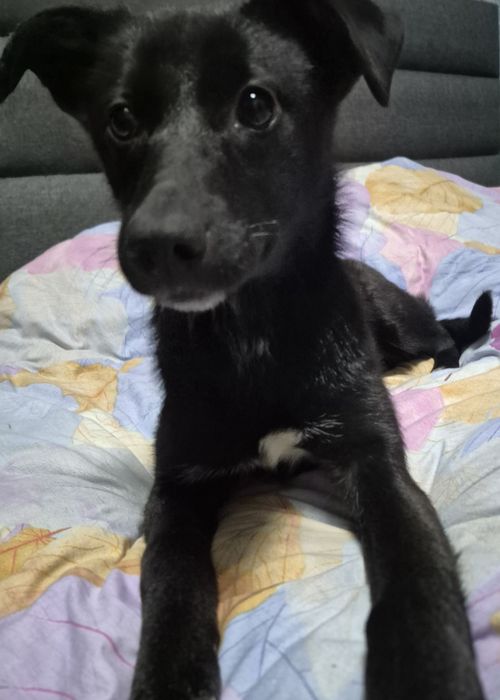 Дівчинка шукає дім