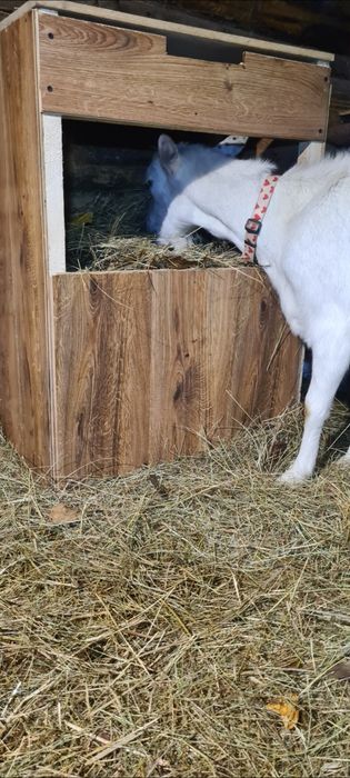 Świeże mleko kozie z gór | Zarejestrowane stado | Naturalne