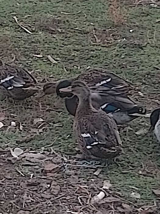 Утка Кряква охотничьи