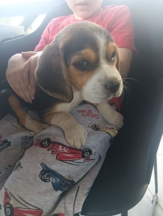 Szczeniak Beagle tricolor