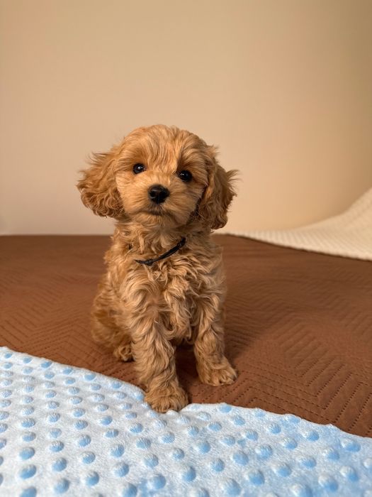 Maltipoo F1b - wyjątkowe szczenię