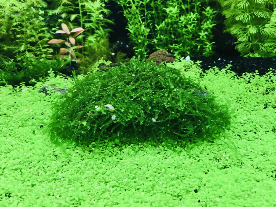 Mech mchy Mini weeping moss