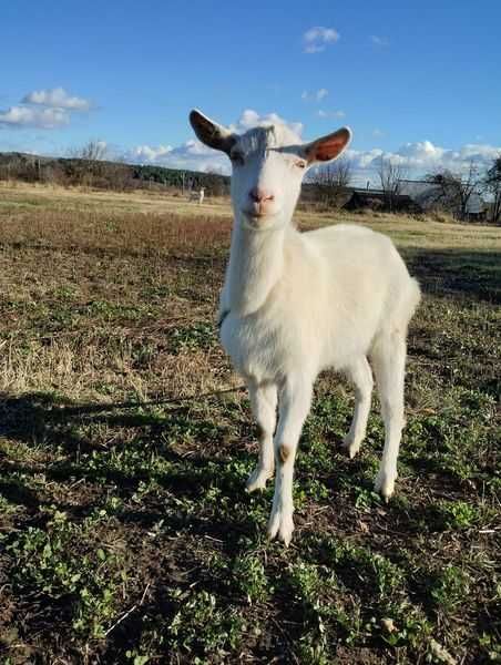 Продаються кози різного віку (с. Білка)