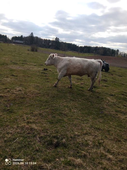 Sprzedam krowy charoleise mazury