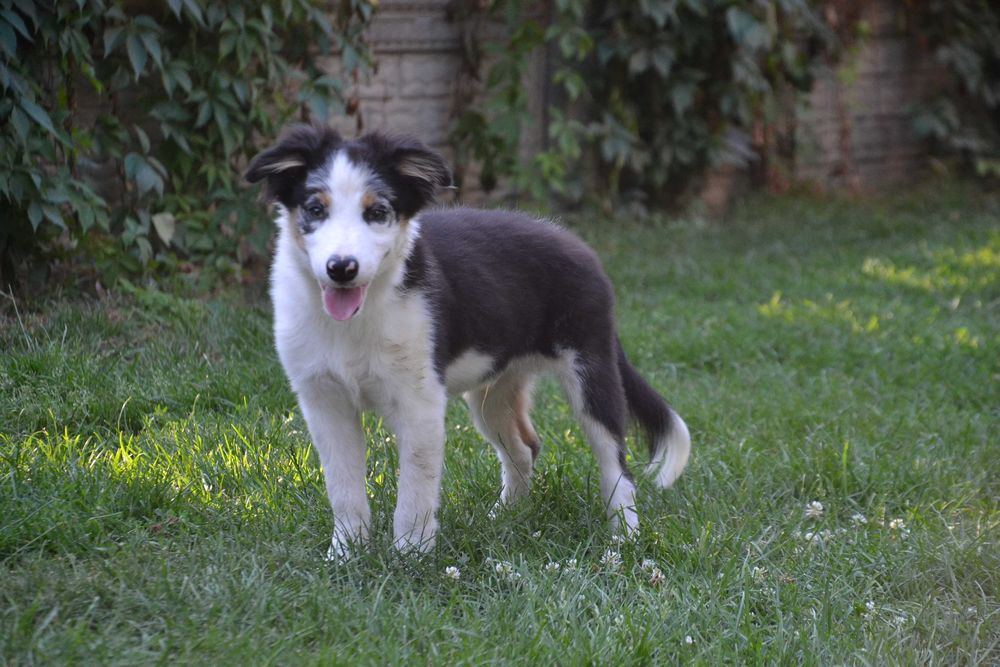 Border Collie suczka