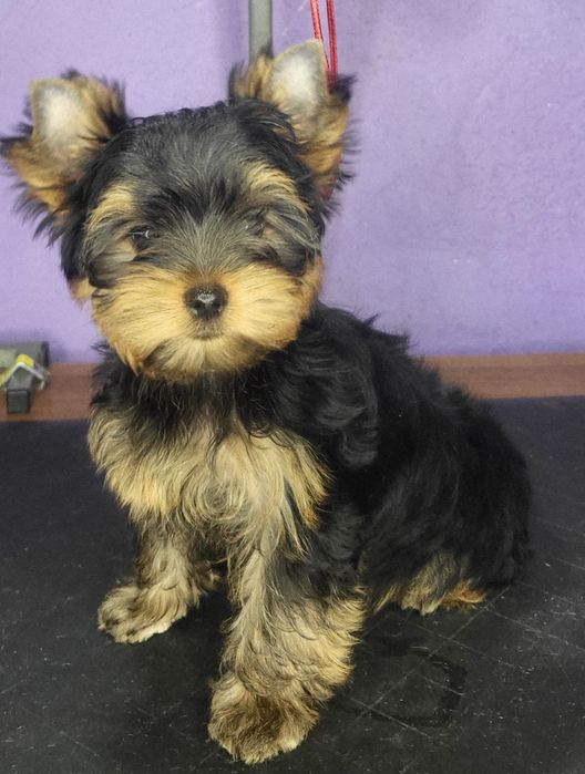 Породні цуценя йоркширських тер'єрів