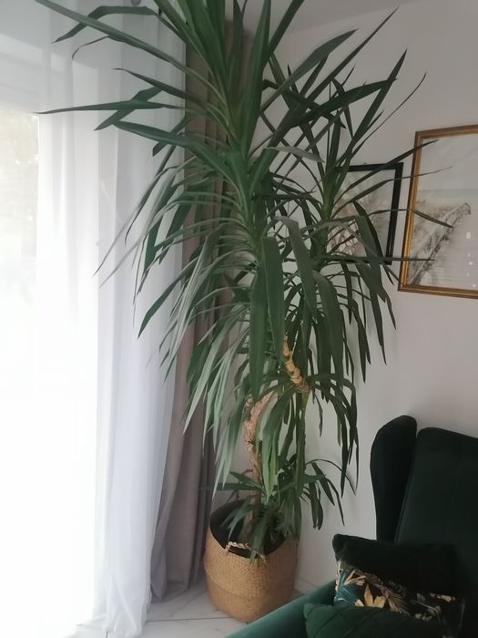 Sprzedam doniczkową jukę. Bardzo ładnie utrzymana ,zdrowa i dorodna