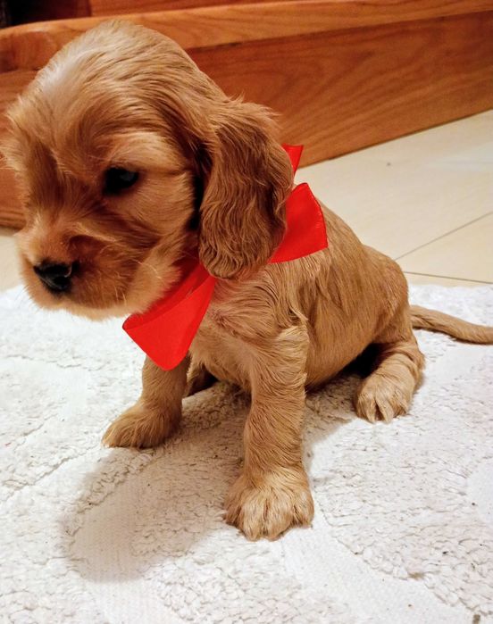 Przepiękny szczeniak rasy Cocker Spaniel