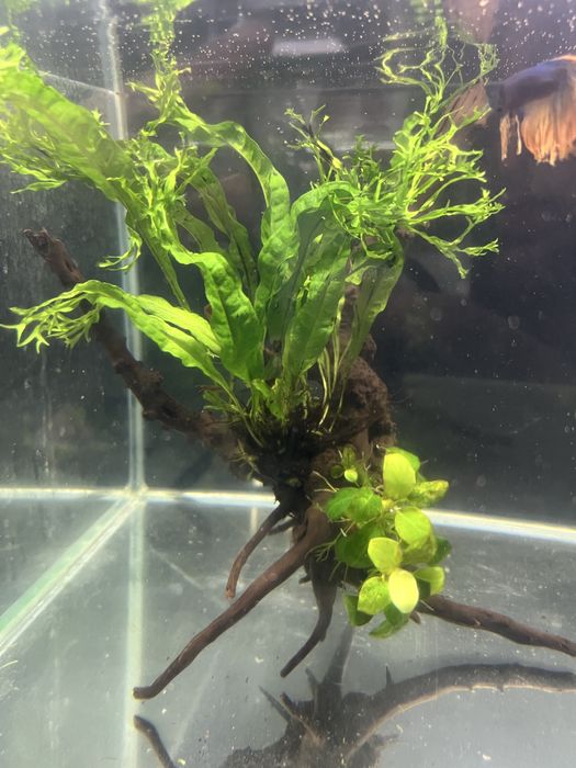 Korzen mangrowca do akwarium z microsorium i anubiasem