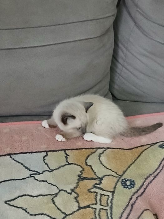 Ragdoll śliczna kotka