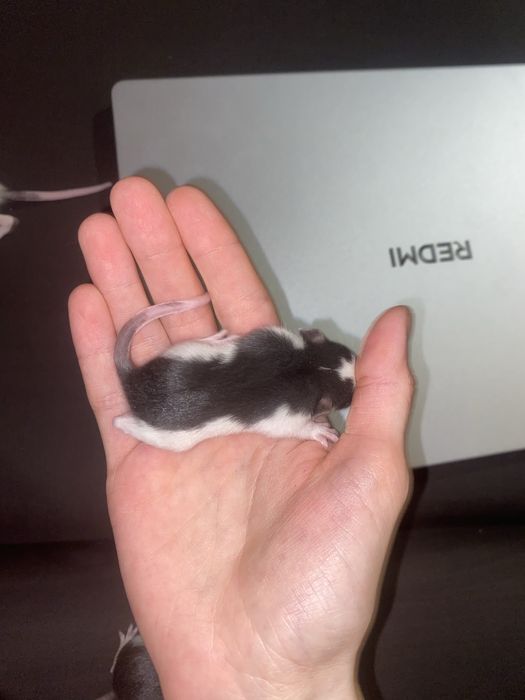 Щурики дамбо ,бронюйте !