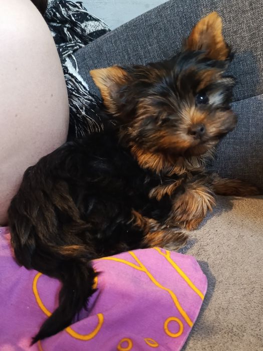 Yorkshire terrier,  piesek