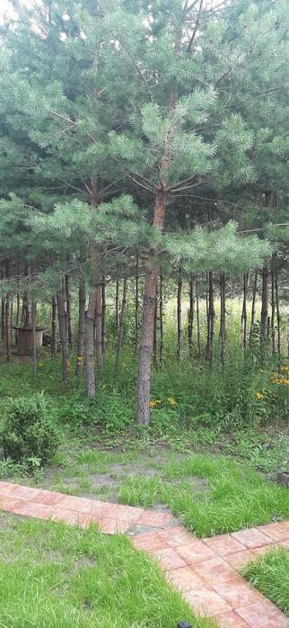 Продам дачу біля лісу 35м2 біля с.Устинкова Гребля