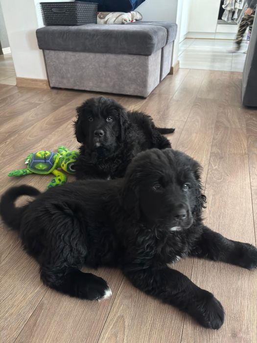 Golden Mountain Dog Piesek 9Tygodni !Golden Retriever +Berneński Pies