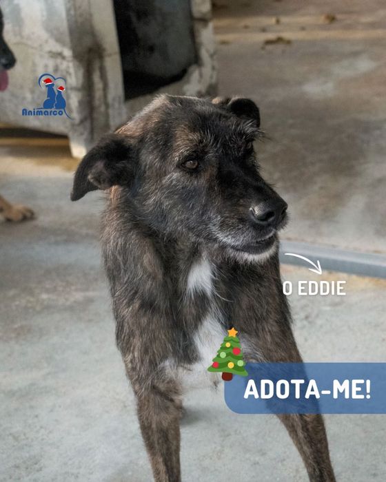 Eddie cao de porte grande