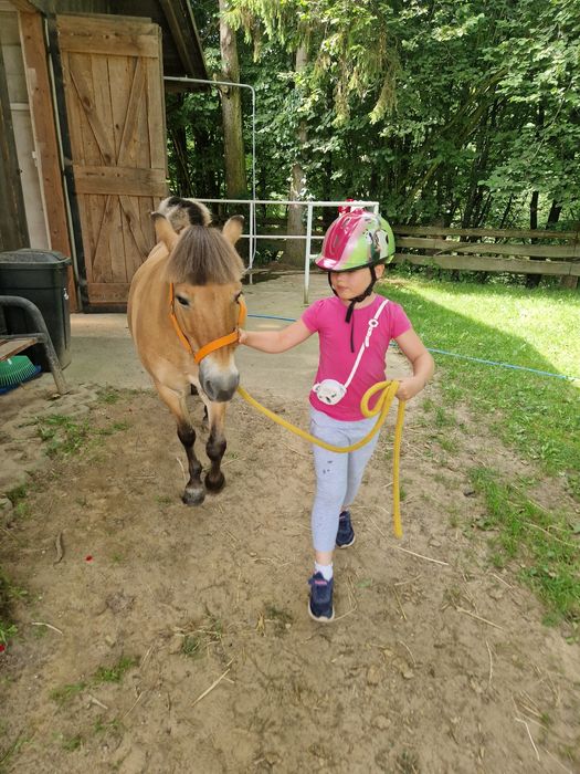kuc kucyk pół fiord
