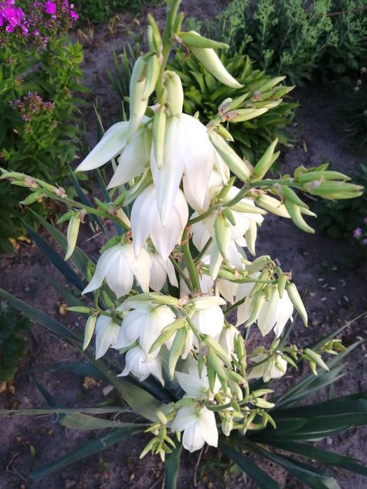 Лілії, фіалка, примула, флокс, іриси бородаті, карликові, хости