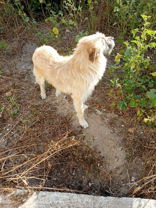 Dou cão dócil e um bom guarda