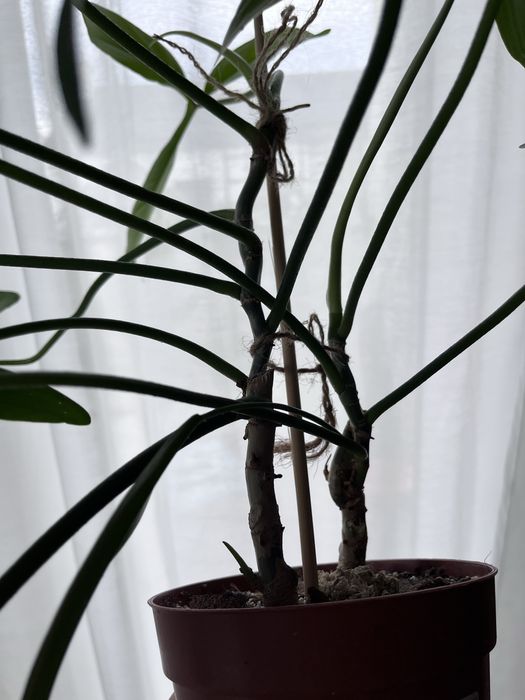 Philodendron 69686 Bette Waterbury