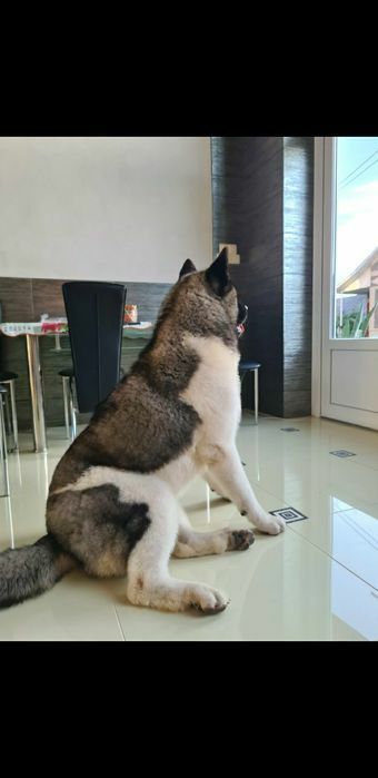 Американская  акита