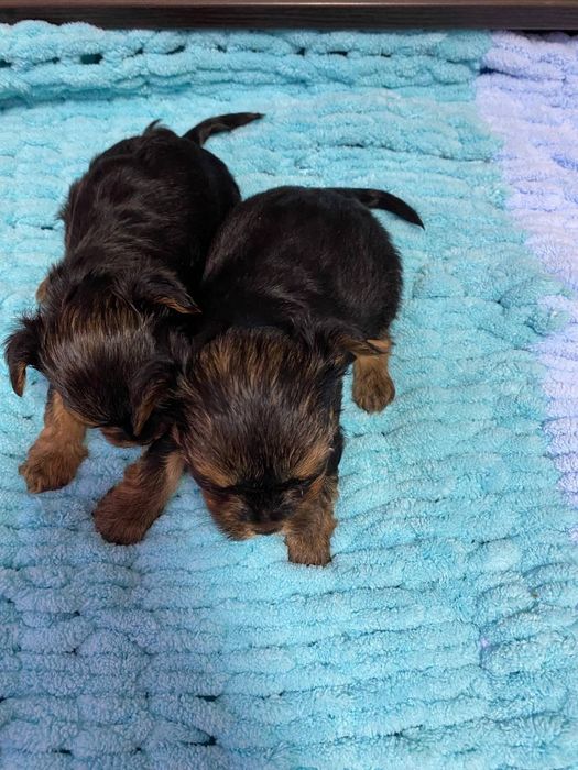 Міні Йорки 2 хлопчика