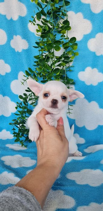 Excelente mini chihuahua/chiuaua Qualidade, Linhagem Russa