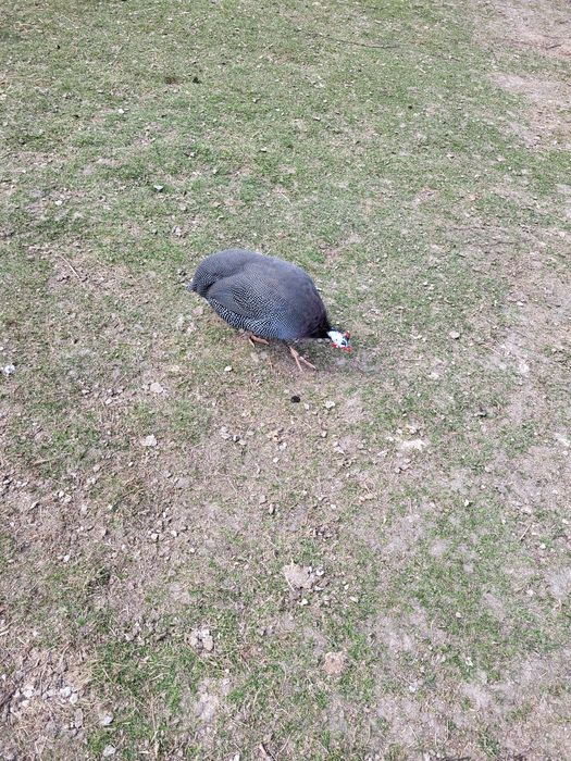 Kury nioski, zagrodowe,rosołowe,perliczki