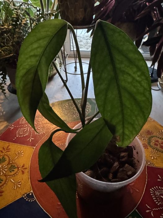 Epipremium pinatum