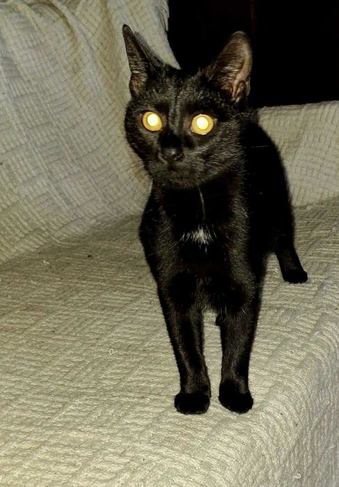 Dwie młode kotki szukają wspólnego domu!