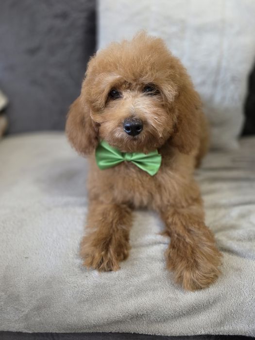 Pudel miniaturowy piesek chip metryka wyprawka szczenię do odbioru