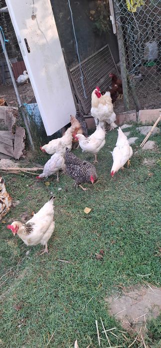 Ovos de galinha caseiros