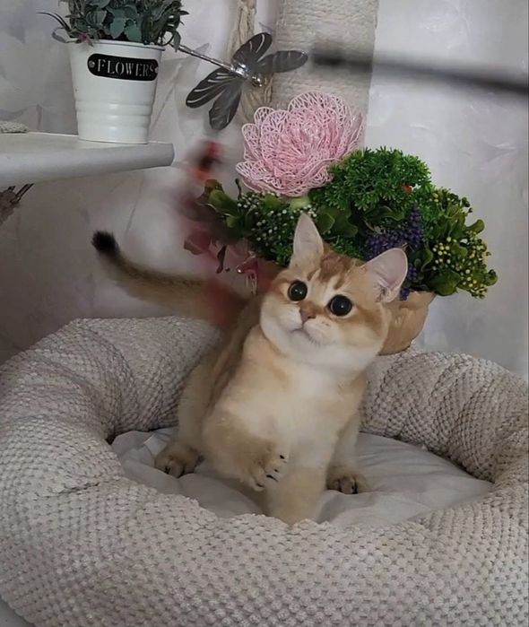 Хлопчик шотландський прямовухий дуже ручний