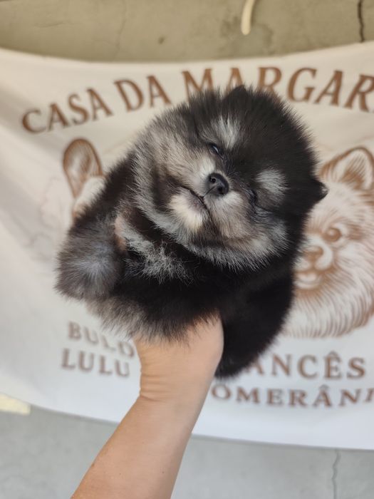 Spitz anão macho