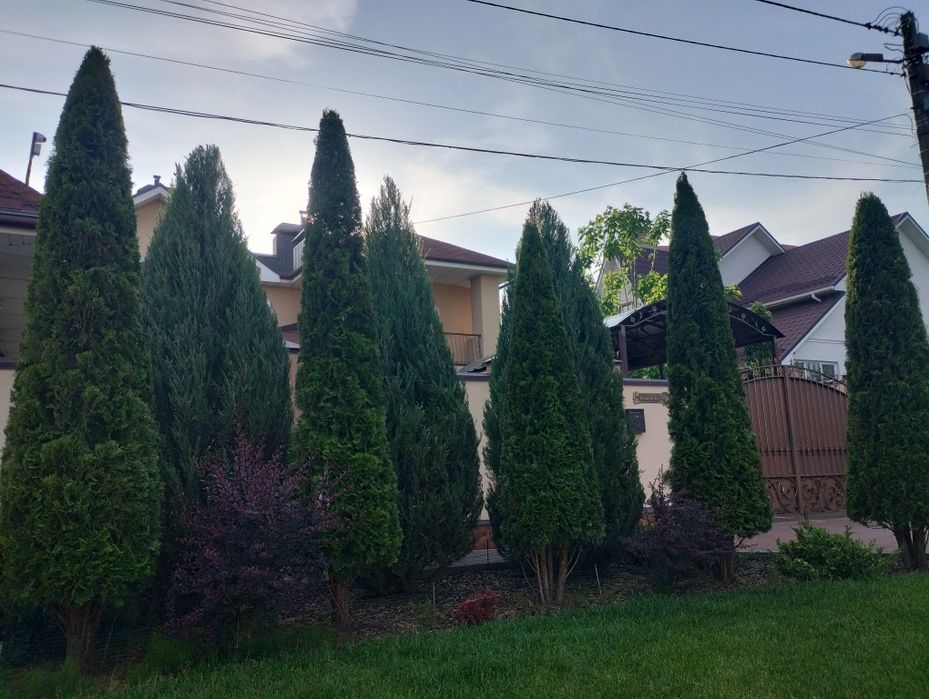 Обрізка саду. Ландшафтний дизайн. Стрижка. Обробка.Скарифікація газону