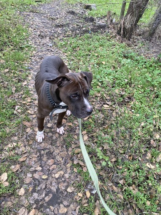 Стафф стаффорд амстафф с документами КСУ