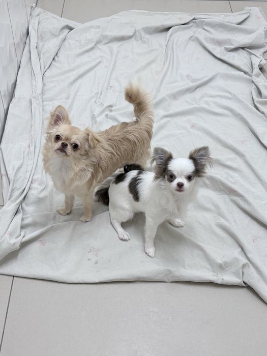 Dziewczynka chihuahua FCi