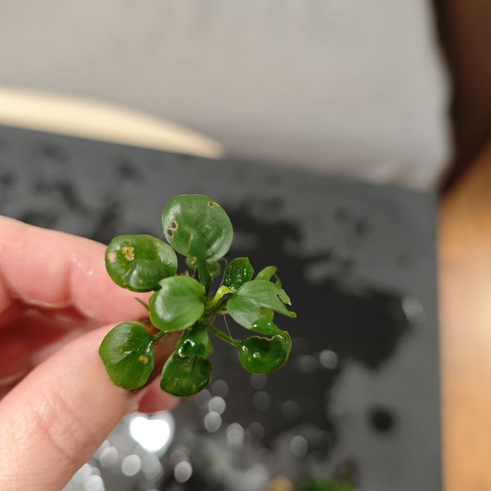 Anubias mini sadzonki