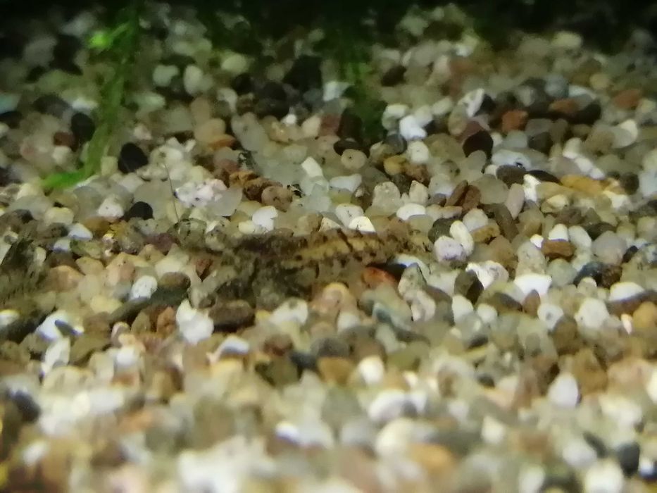 Camarões Baixa de preço  de aquário