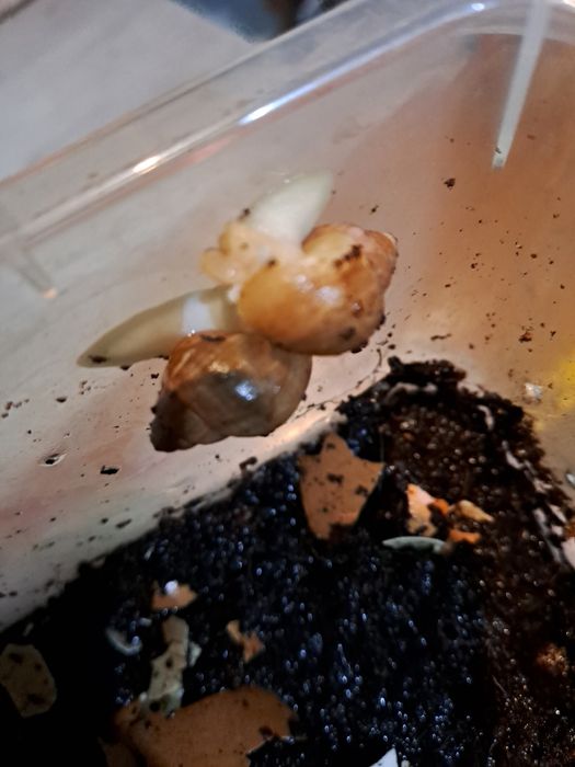 Albinos ślimak afrykanski