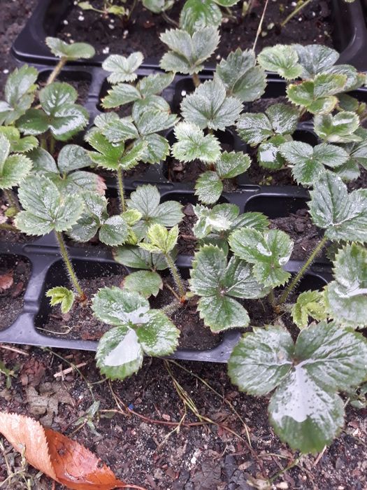 Прикроватні тумбочки.