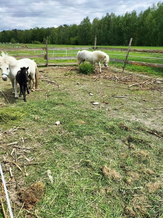 Kucyk, ogierek ok 10 lat. Łagodny.