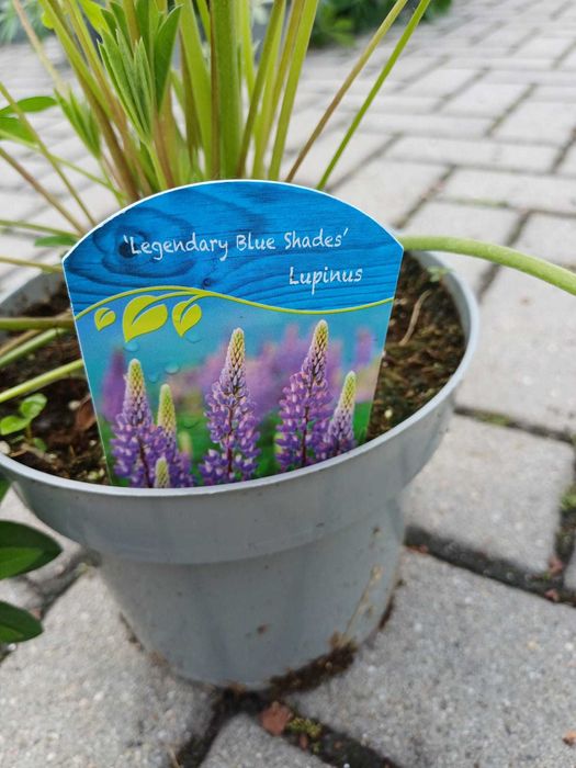 Łubin Legendary Blue Shades